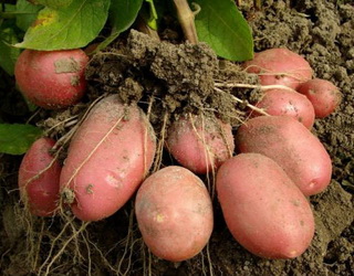 Минулого року Україна експортувала в 3,5 раза більше картоплі